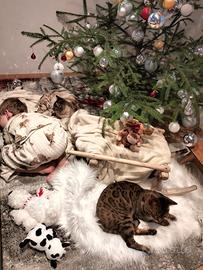 Gatto del bengala intero