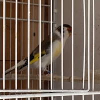 Cardellino mayor acianico