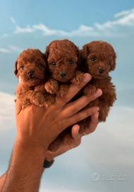 Maschietti barboncino mini mini Toy