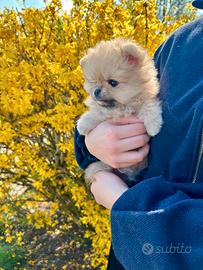 Volpino Spitz di Pomerania FEMMINA