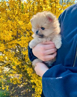 Volpino Spitz di Pomerania FEMMINA