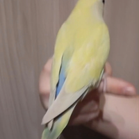 Inseparabili allevati a mano