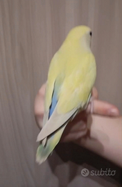 Inseparabili allevati a mano