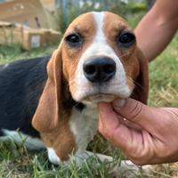 Beagle di 8 mesi