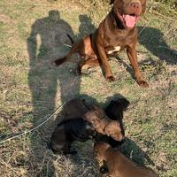 American Pitbull Terrier per monta