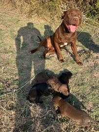 American Pitbull Terrier per monta