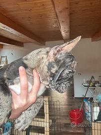 Bulldog francese merle