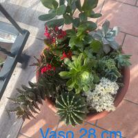 Composizioni piante grasse e succulente