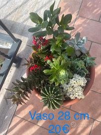 Composizioni piante grasse e succulente