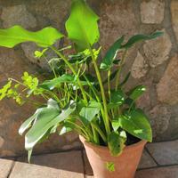 Piante di calle in vaso