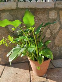 Piante di calle in vaso