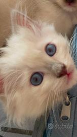 Ragdoll Ultimo Cucciolo disponibile - Bleach
