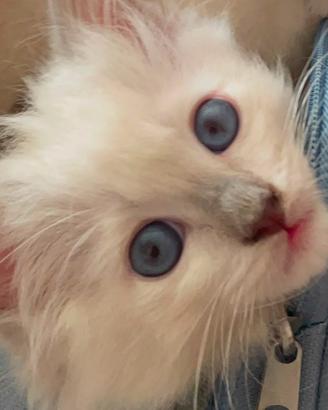 Ragdoll Ultimo Cucciolo disponibile - Bleach