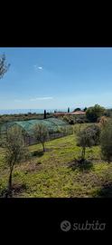 Terreno agricolo belpasso