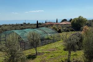 Terreno agricolo belpasso