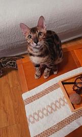 Cucciolo di gatto del Bengala, maschio da riproduz