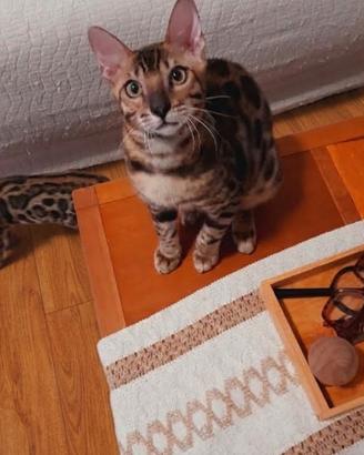 Cucciolo di gatto del Bengala, maschio da riproduz