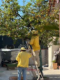 Recupero sciame d’api🐝