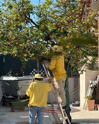 Recupero sciame d’api🐝