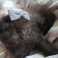 Scottish Fold dolcissima gattina