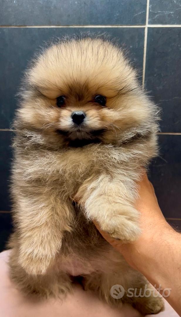 Spitz Pomerania nano - Animali In vendita a Milano