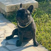 Monta Bulldog francese Bringè