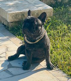 Monta Bulldog francese Bringè