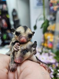 Petauro dello zucchero