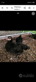 Pulcinotti australorp