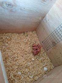 Pulli da imbecco parrocchetto dal collare sessati