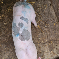 Maiali maiale maialini suini duroc petrain