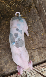 Maiali maiale maialini suini duroc petrain