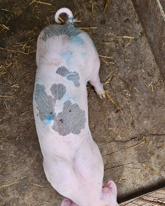 Maiali maiale maialini suini duroc petrain