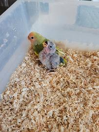 Inseparabili
