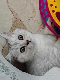 Cuccioli Silver Tabby