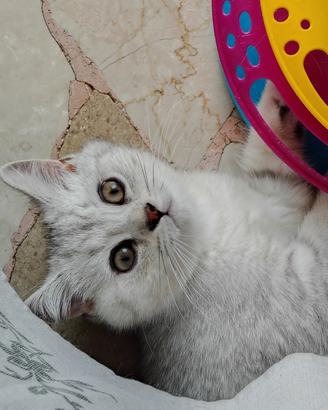 Cuccioli Silver Tabby