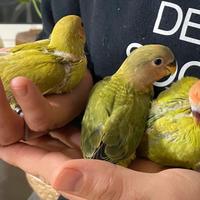 Inseparabili allevati a mano