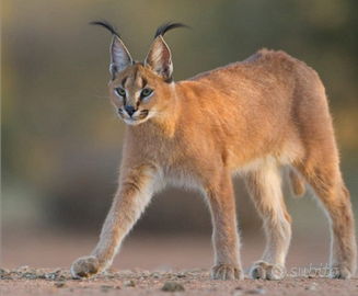 Femmina caracat F6 con pedigree nipote caracal