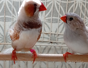 Mutati maggiorati. COPPIA