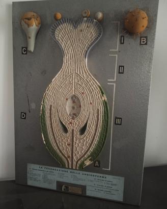 modello anatomico didattico Vallardi