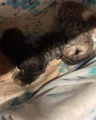 Gattina di tre mesi
