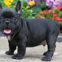 Cuccioli di Bulldog Francese