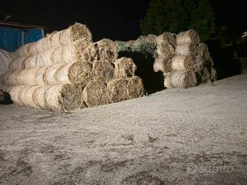 rotoloni di fieno