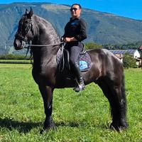 Stallone frisone d 'Elite