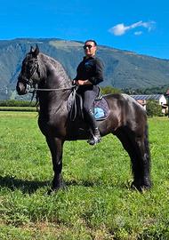 Stallone frisone d 'Elite