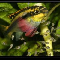Pelvicachromis pulcher e altri ciclidi nani