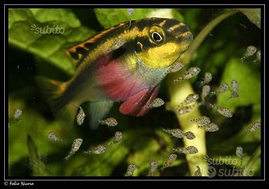 Pelvicachromis pulcher e altri ciclidi nani