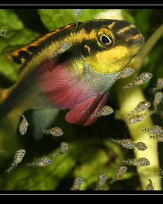 Pelvicachromis pulcher e altri ciclidi nani