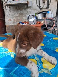 Cuccioli border collie