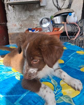 Cuccioli border collie